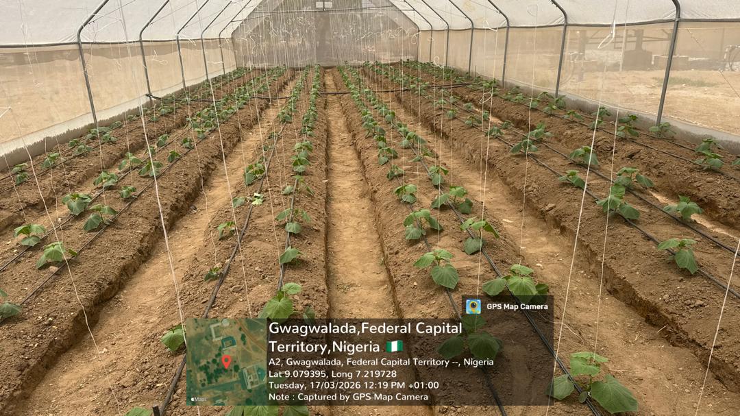 Green House Zuba 5